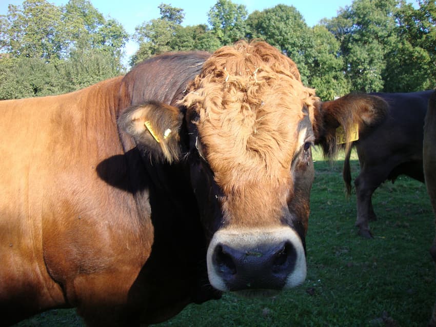 Produkt Beispielbild